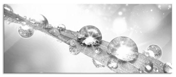 Wassertropfen auf Grashalm, Glasbild Panorama Mode