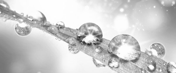 Wassertropfen auf Grashalm, Glasbild Panorama Mode – Bild 5