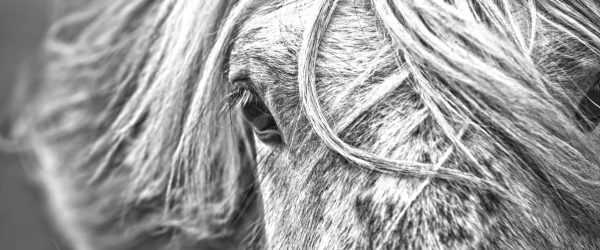 Islandpony in den Westfjorden, Glasbild Panorama Mode – Bild 5