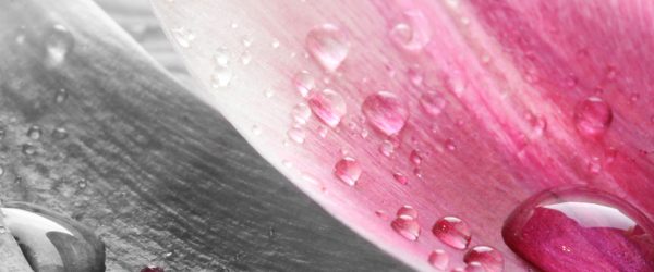 Tulpenblätter mit Wassertropfen, Glasbild Panorama Online-Schn?ppchen – Bild 5