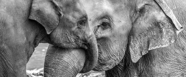 Elefantenmutter mit Kalb B&W, Glasbild Panorama Online – Bild 5
